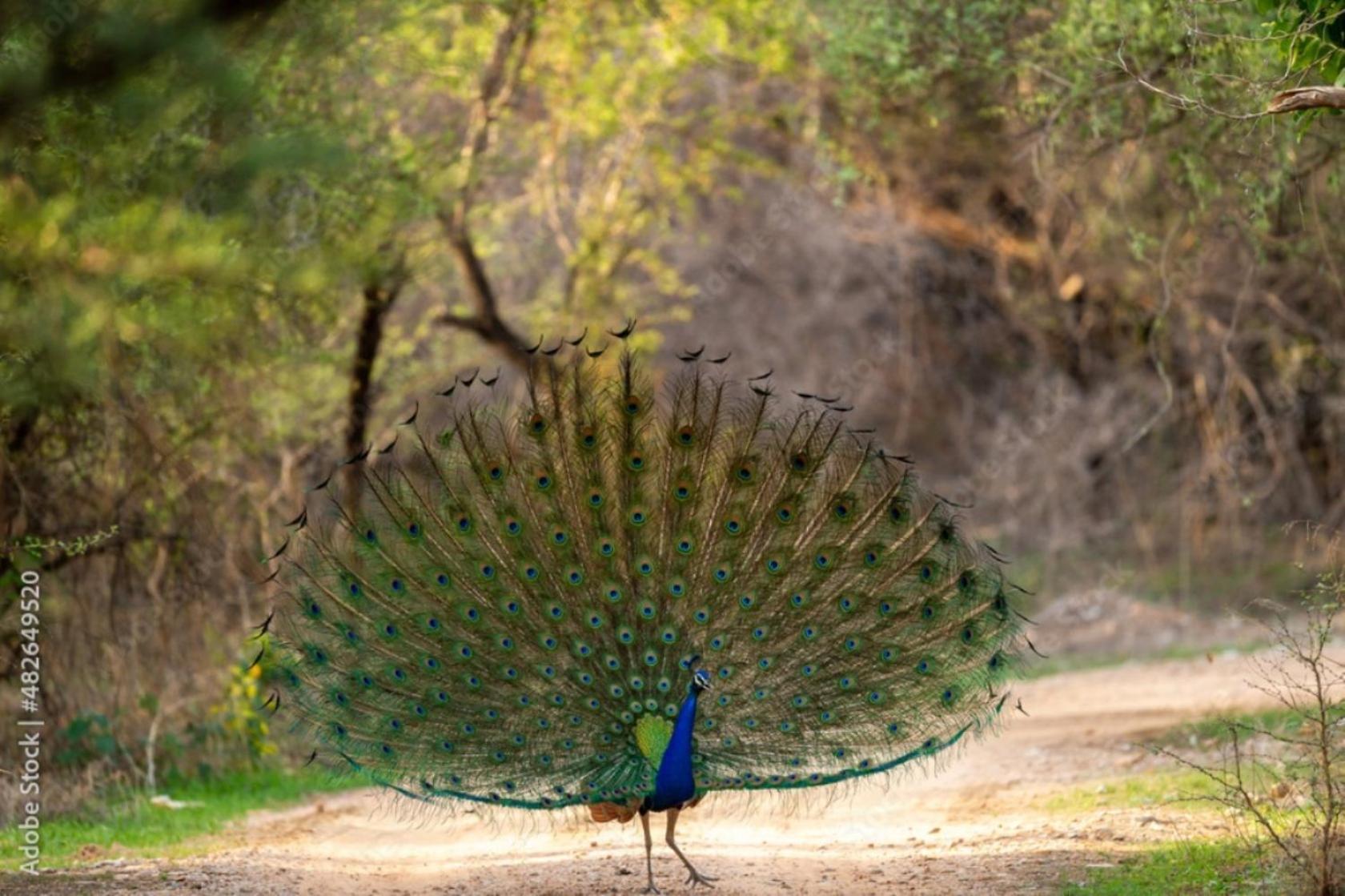 Khilchīpur The Vanashrya Ranthambore酒店 外观 照片